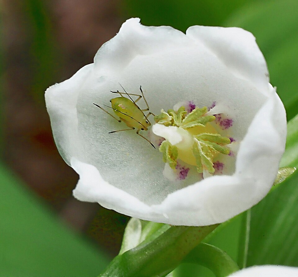 Photo of Soybean aphid