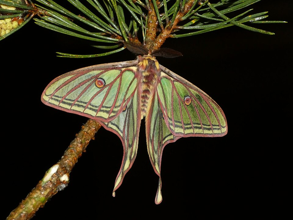 Photo of Spanish moon moth