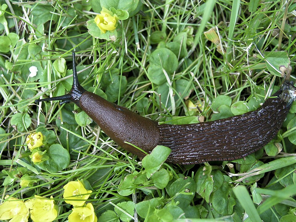 Photo of Spanish slug