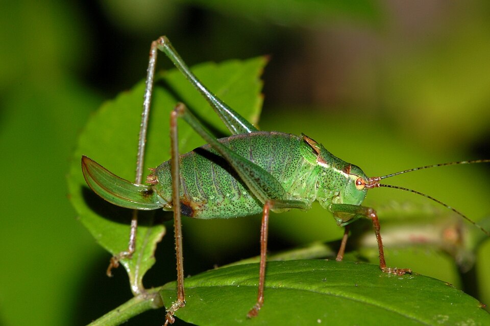 Photo of Speckled bush-cricket
