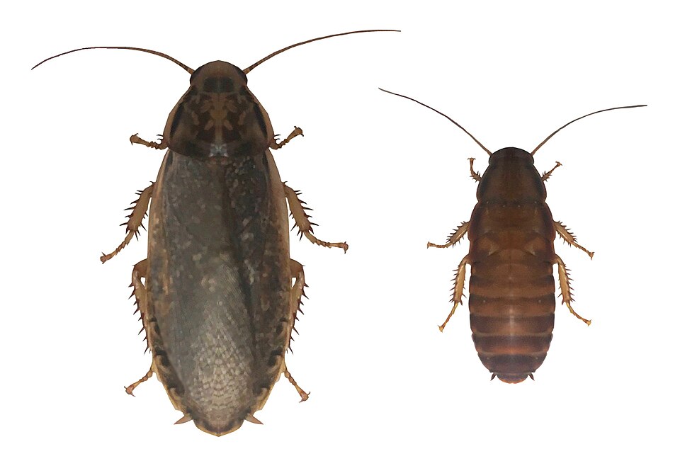Photo of Speckled cockroach