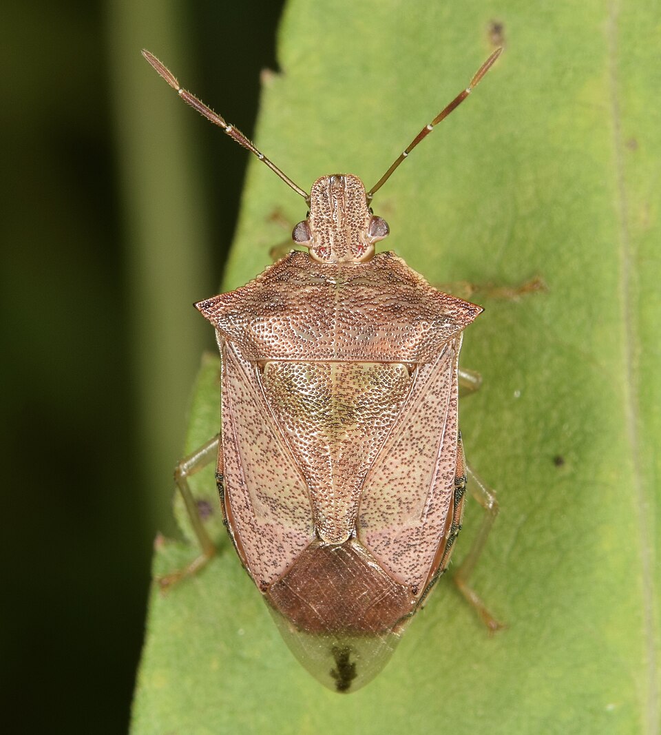 Photo of Spined soldier bug