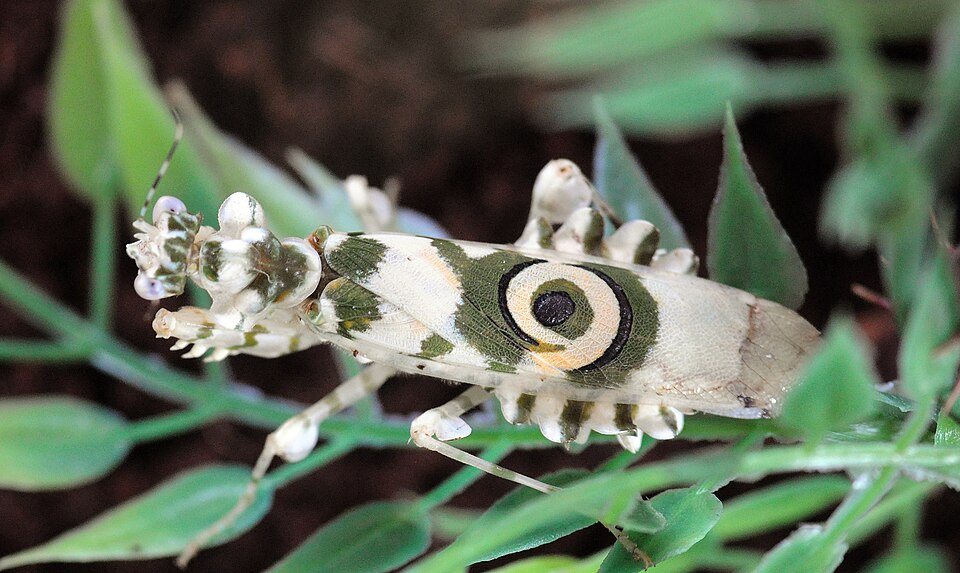 Photo of Spiny flower mantis