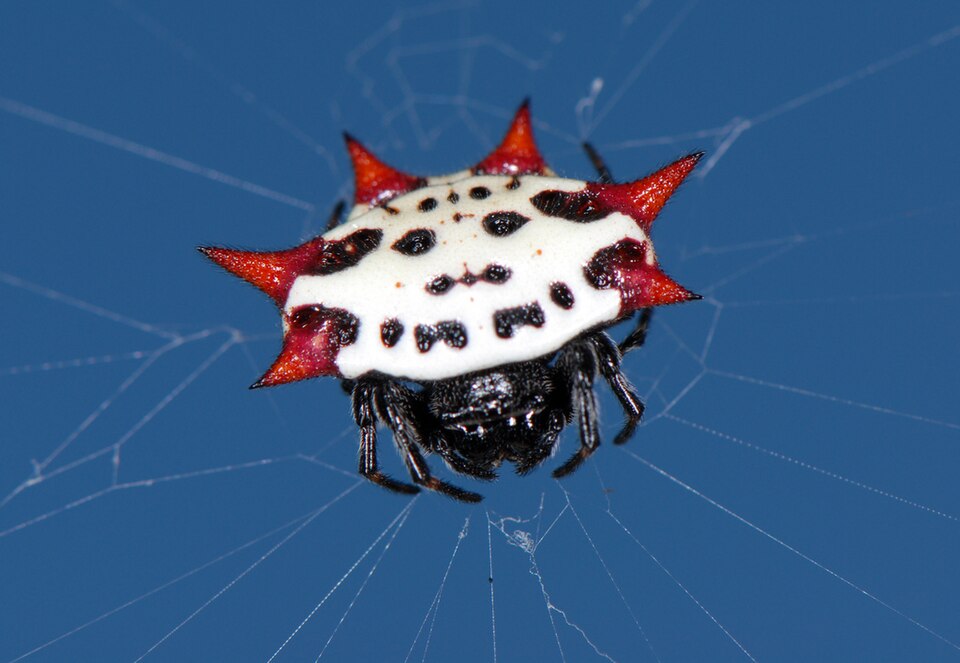 Photo of Spinybacked orb-weaver