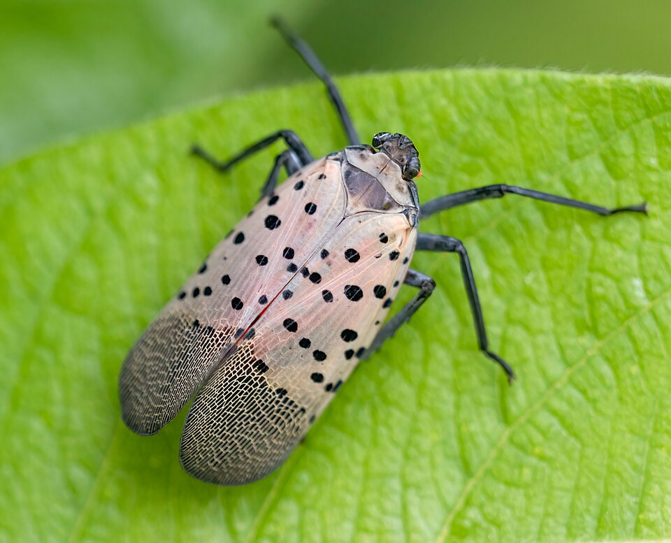 Photo of Spotted lanternfly