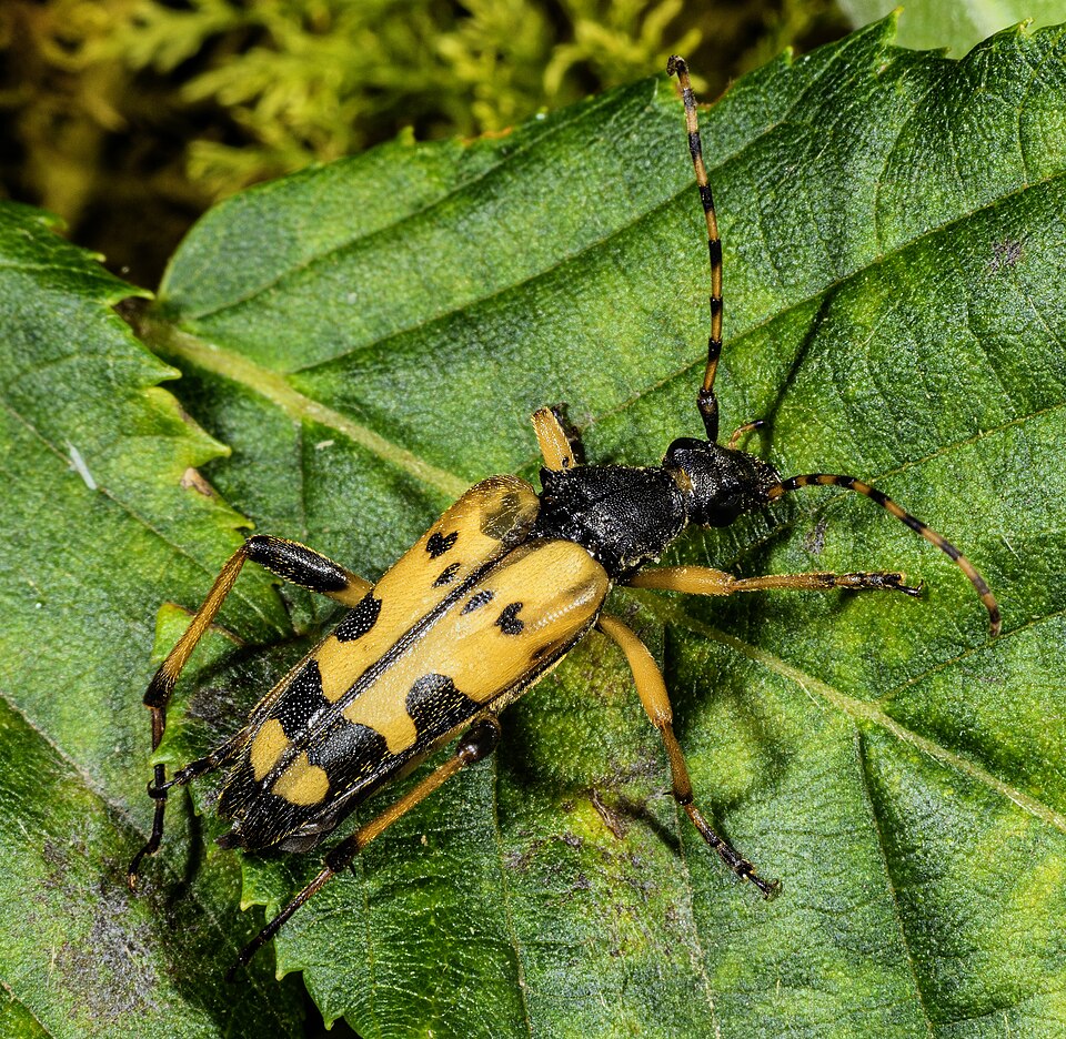 Photo of Spotted longhorn