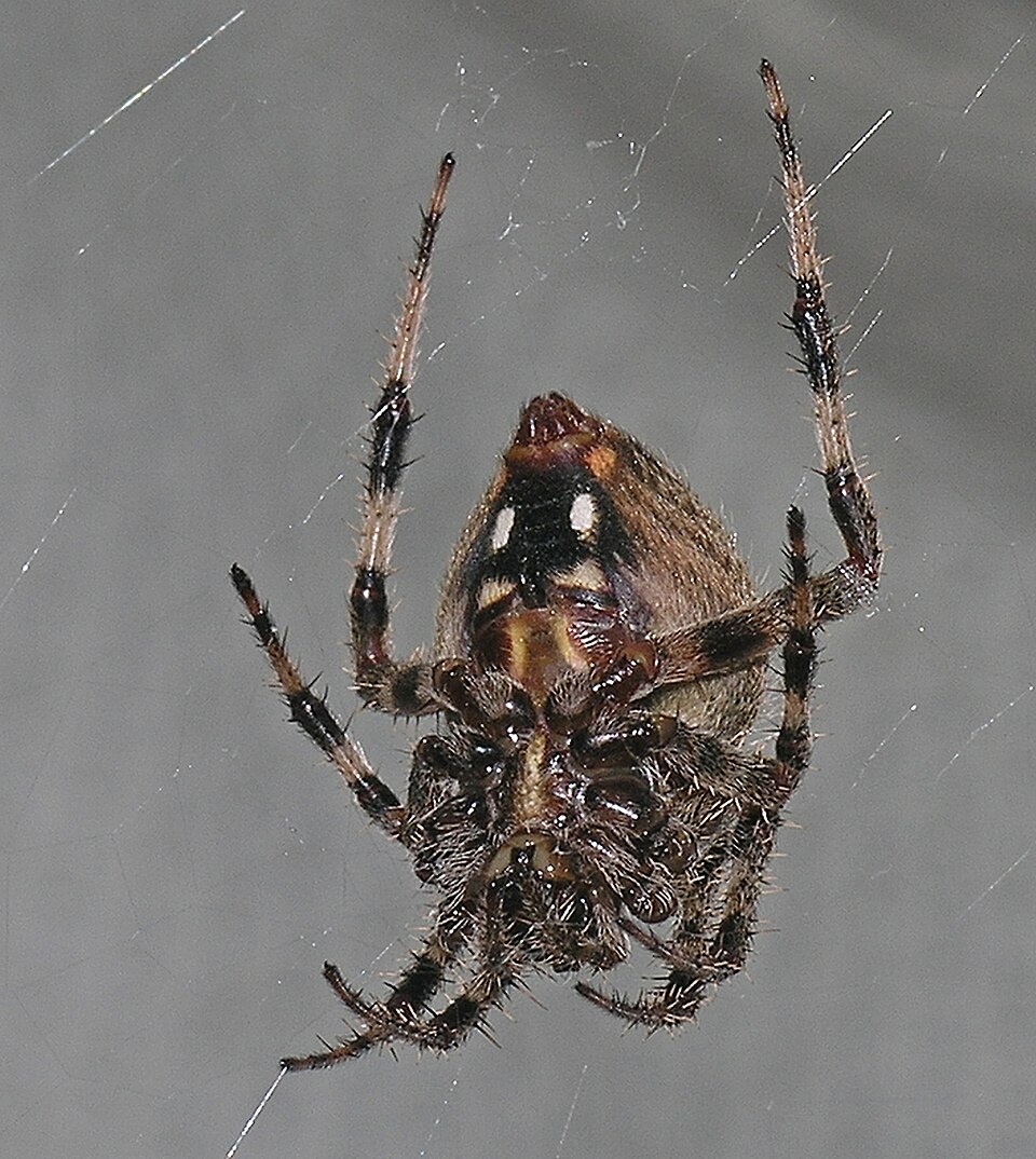 Photo of Spotted orb-weaver