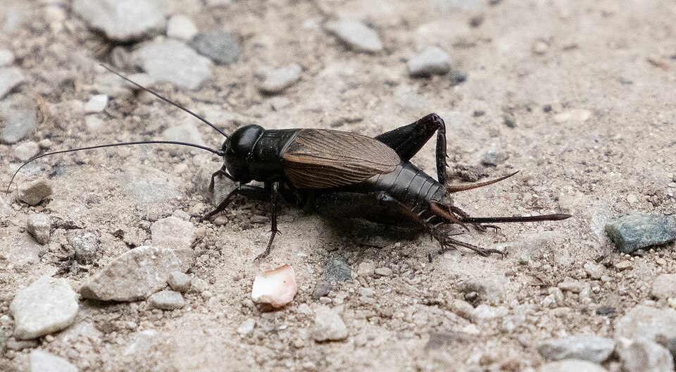 Photo of Spring field cricket