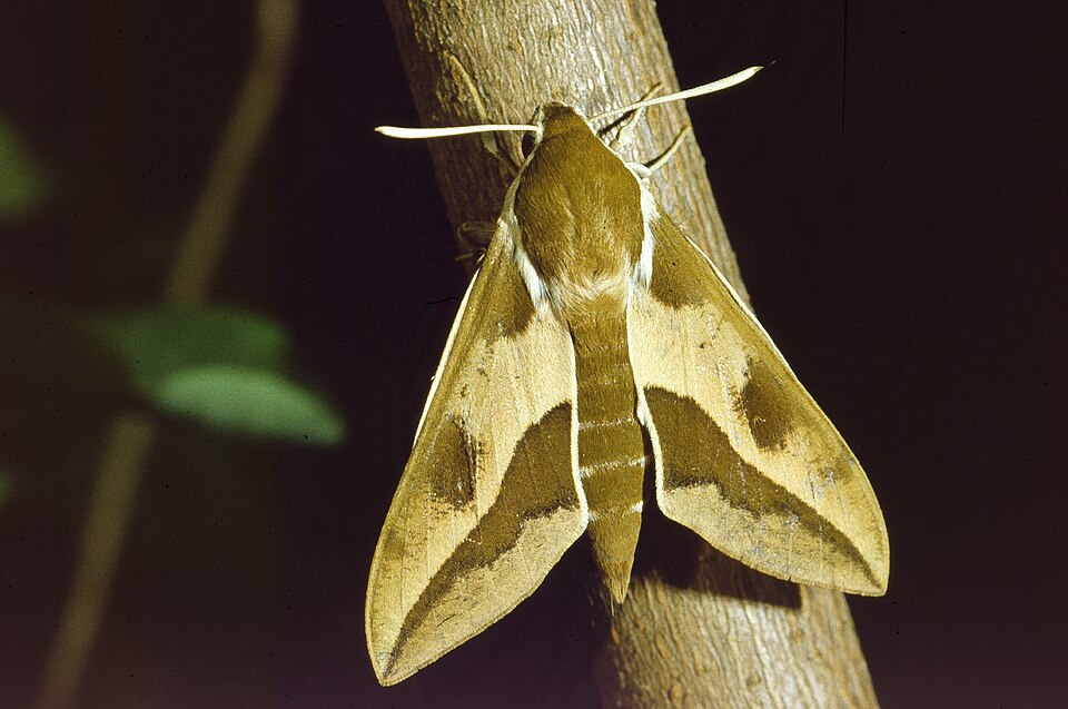 Photo of Spurge hawk-moth