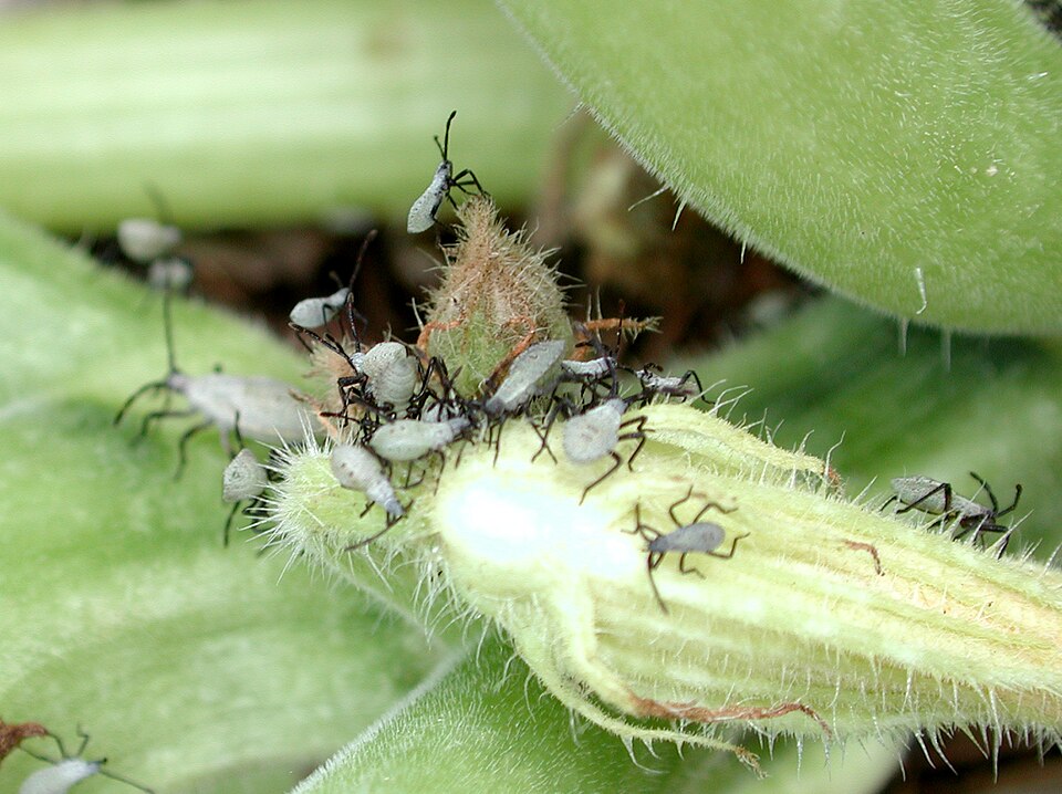 Photo of Squash bug