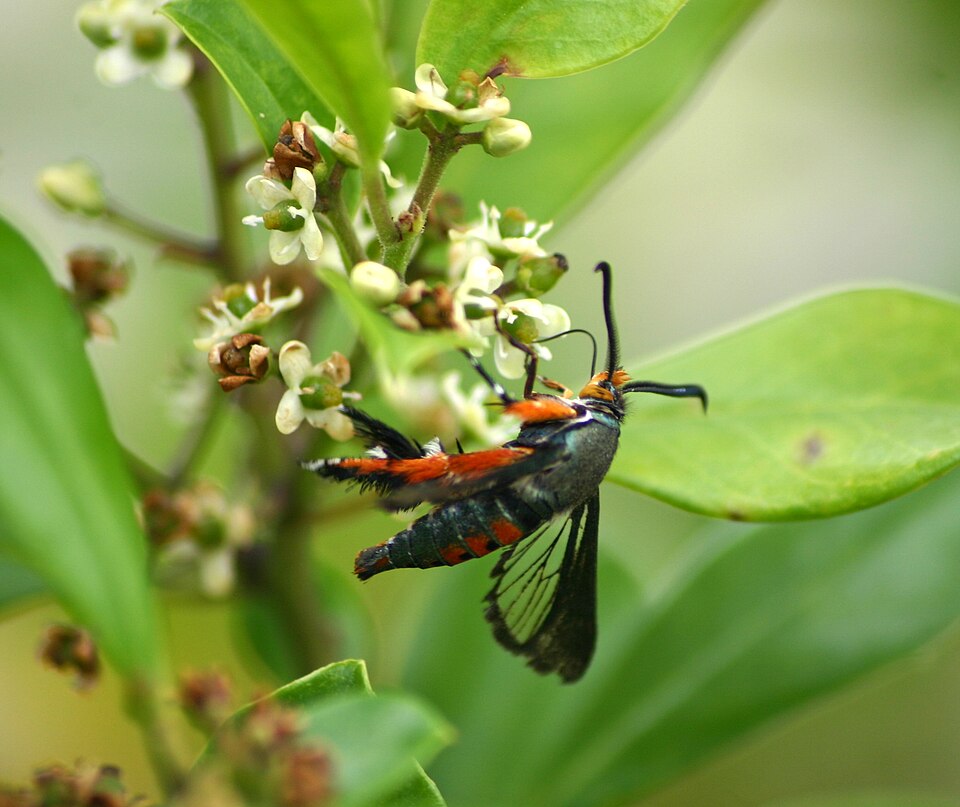 Photo of Squash vine borer