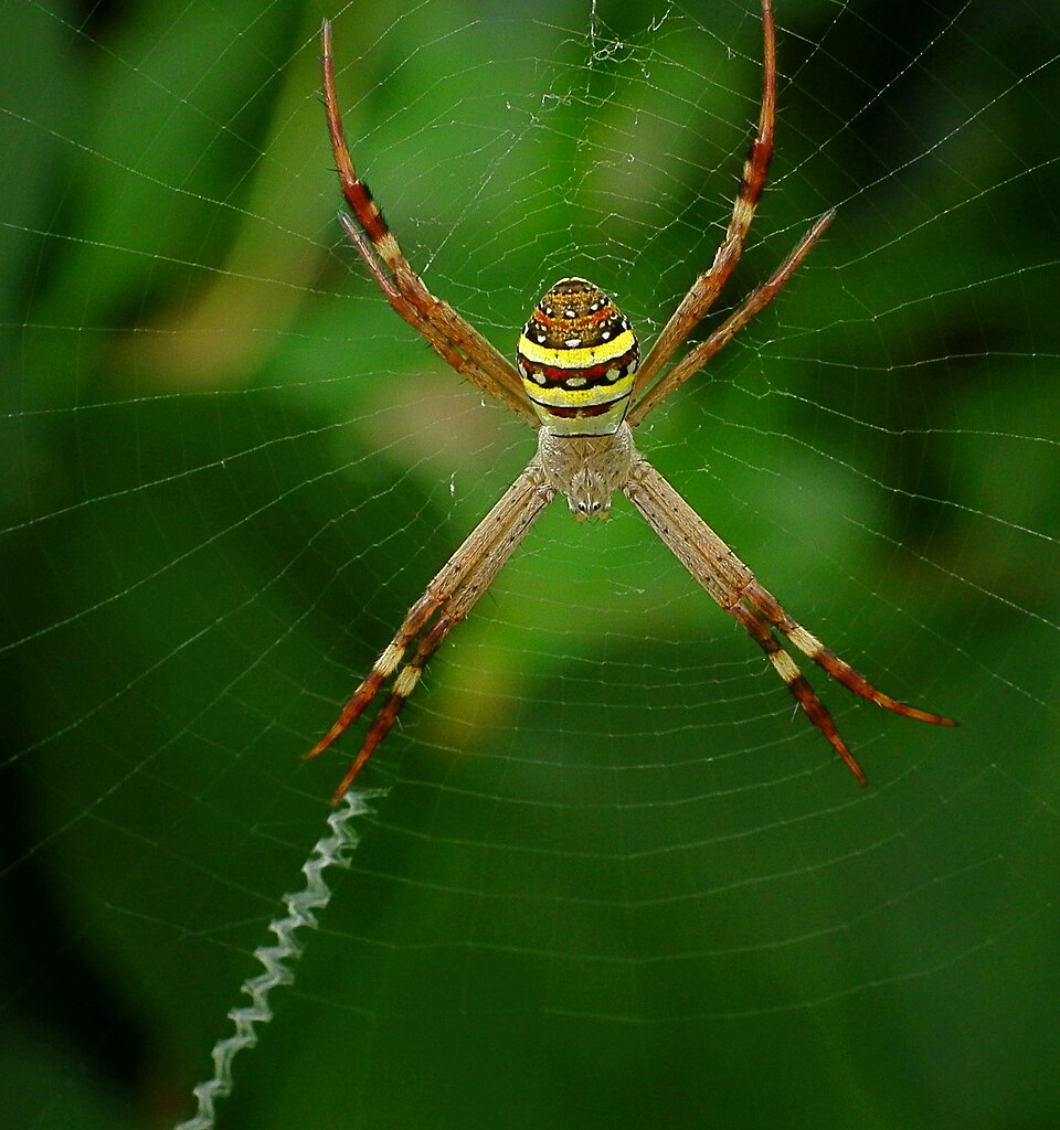 Photo of St Andrew's cross spider