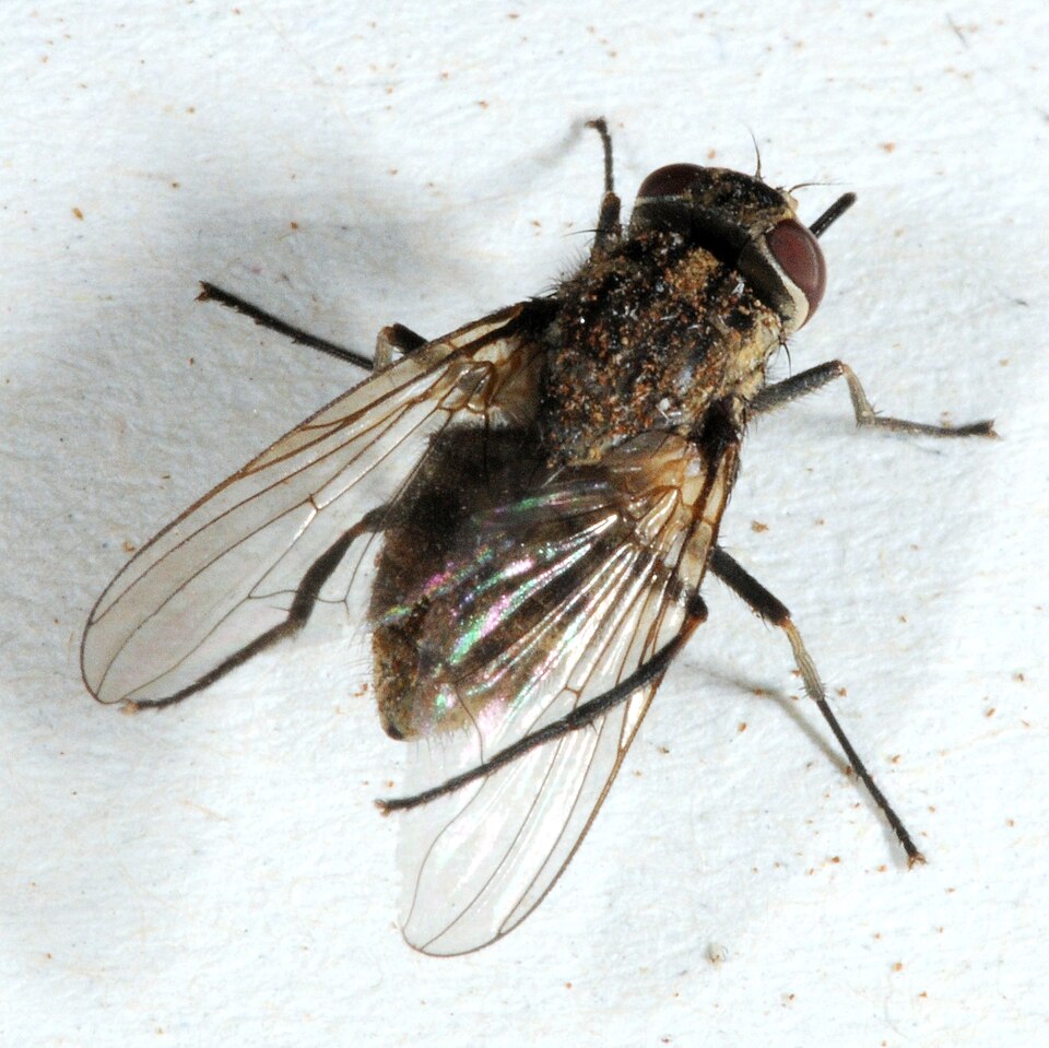 Photo of Stable fly