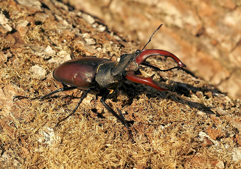 Photo of Stag beetle