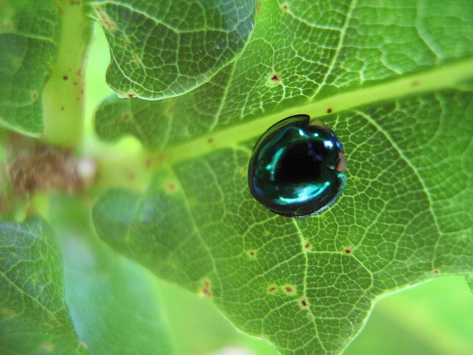 Photo of Steelblue ladybird