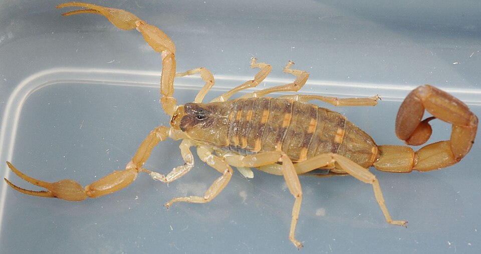 Photo of Striped bark scorpion