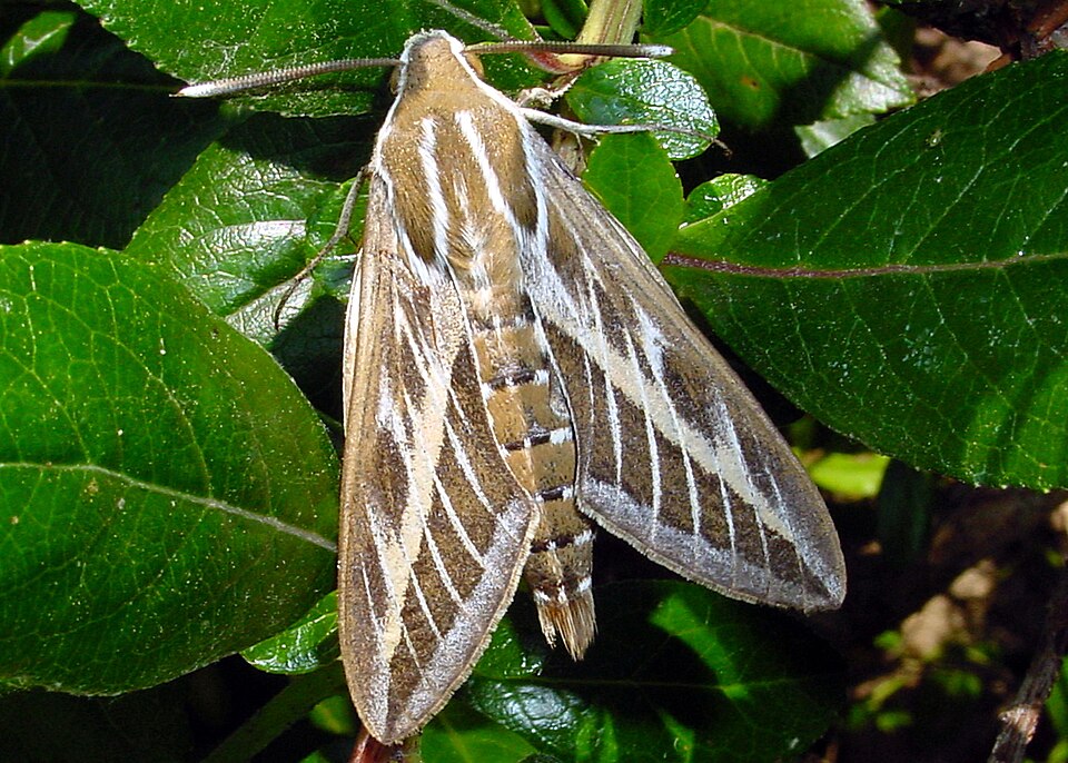 Photo of Striped hawk-moth
