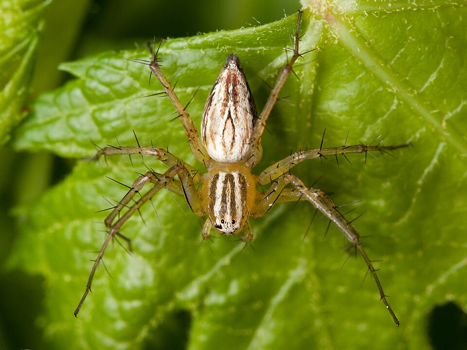 Photo of Striped lynx spider