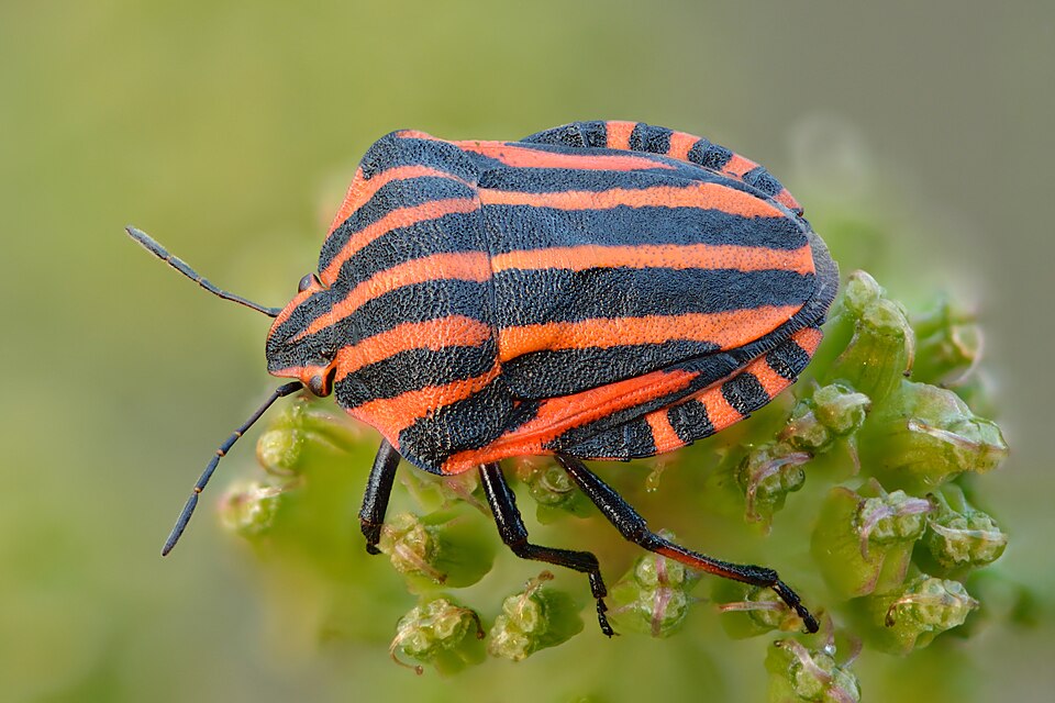 Photo of Striped shield bug