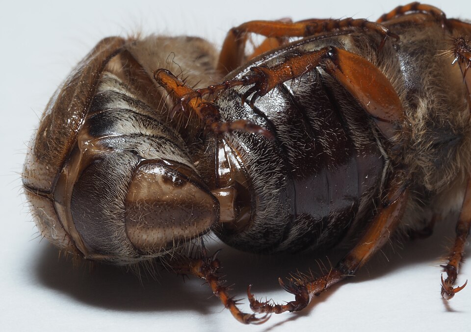 Photo of Summer chafer