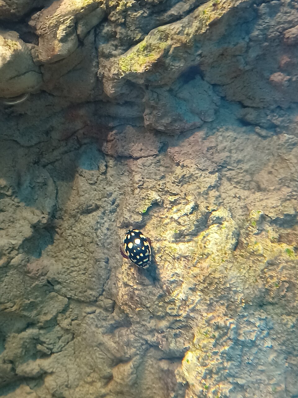Photo of Sunburst diving beetle