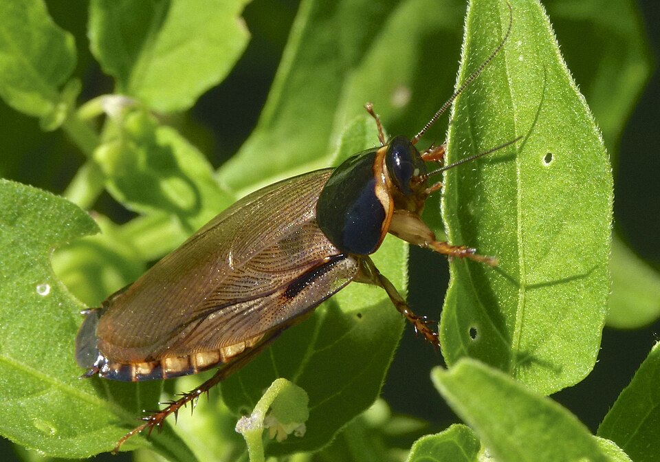 Photo of Surinam cockroach
