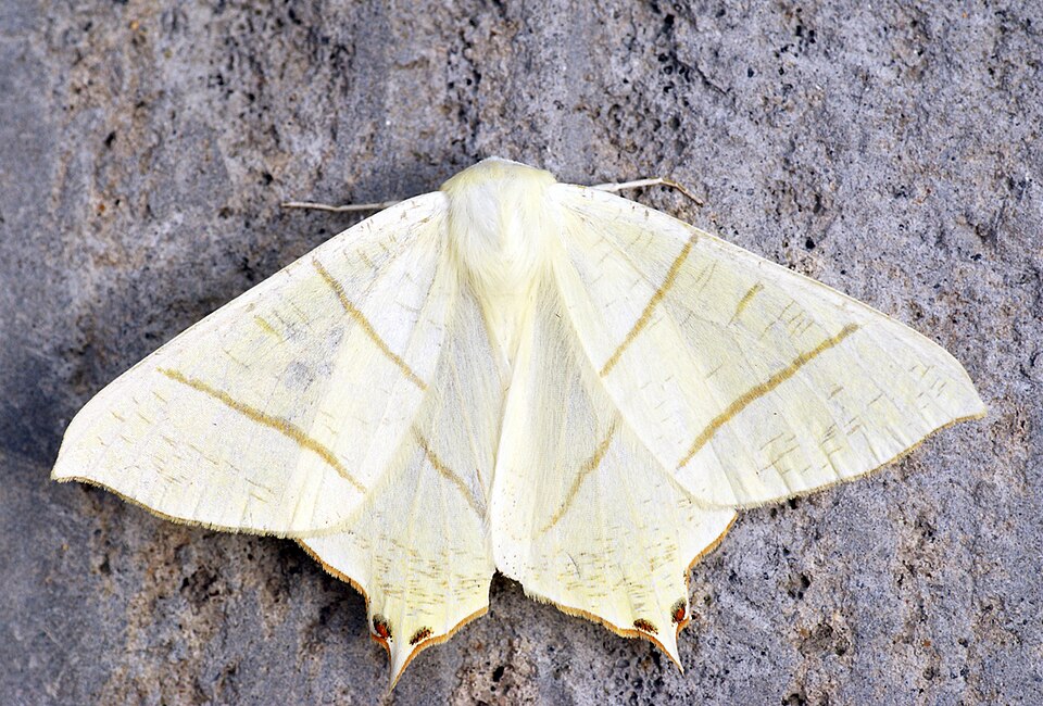 Photo of Swallow-tailed moth