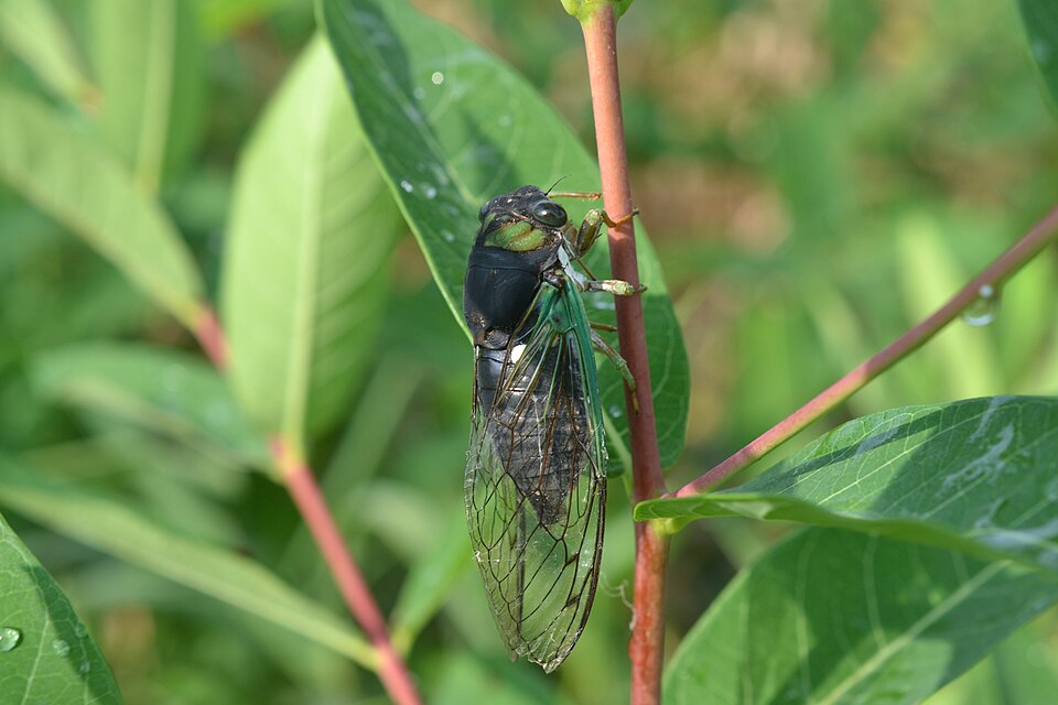 Photo of Swamp cicada