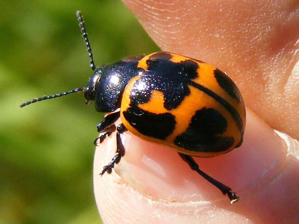 Photo of Swamp milkweed leaf beetle