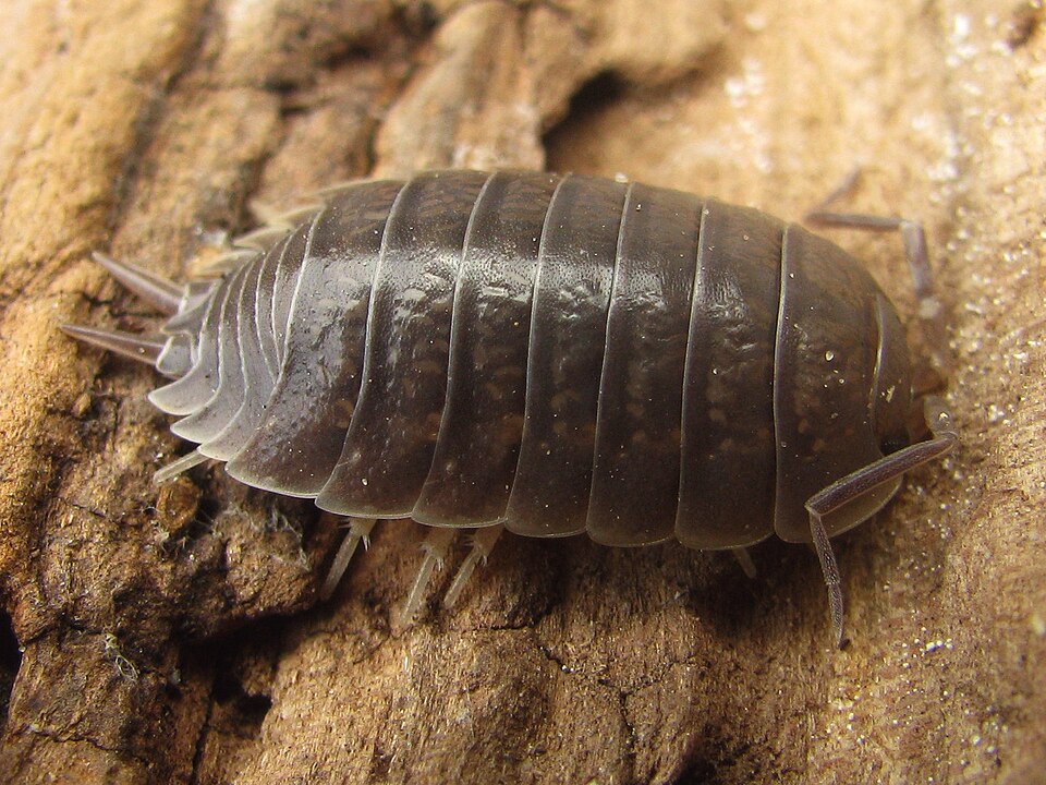 Photo of Swift woodlouse