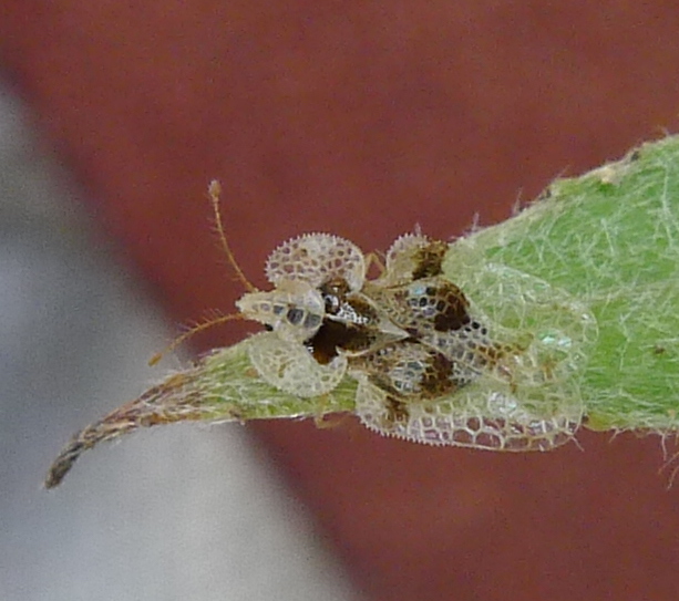 Photo of Sycamore lace bug