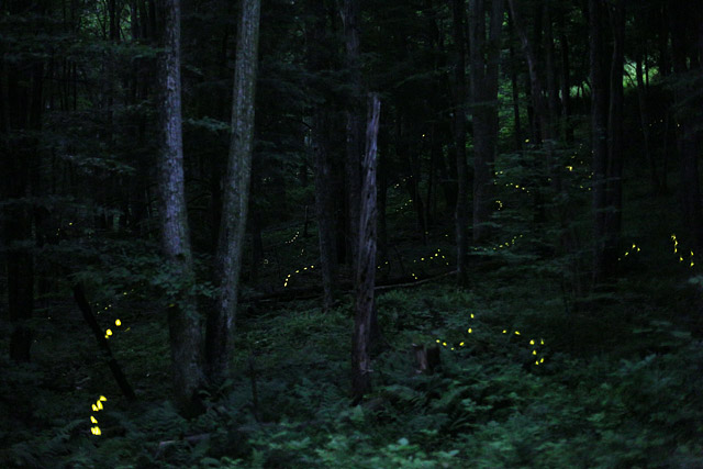 Photo of Synchronous firefly