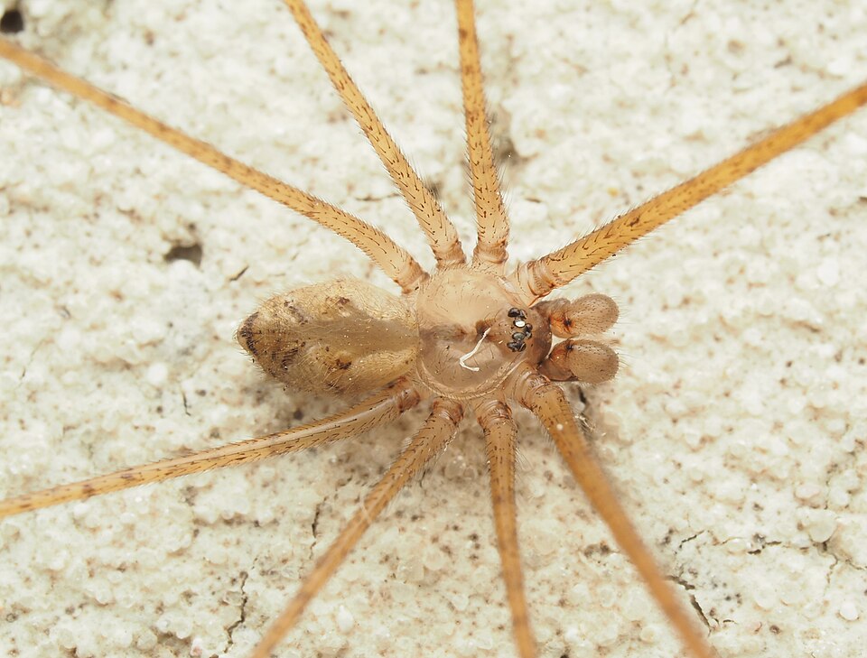 Photo of Tailed daddy long-legs spider