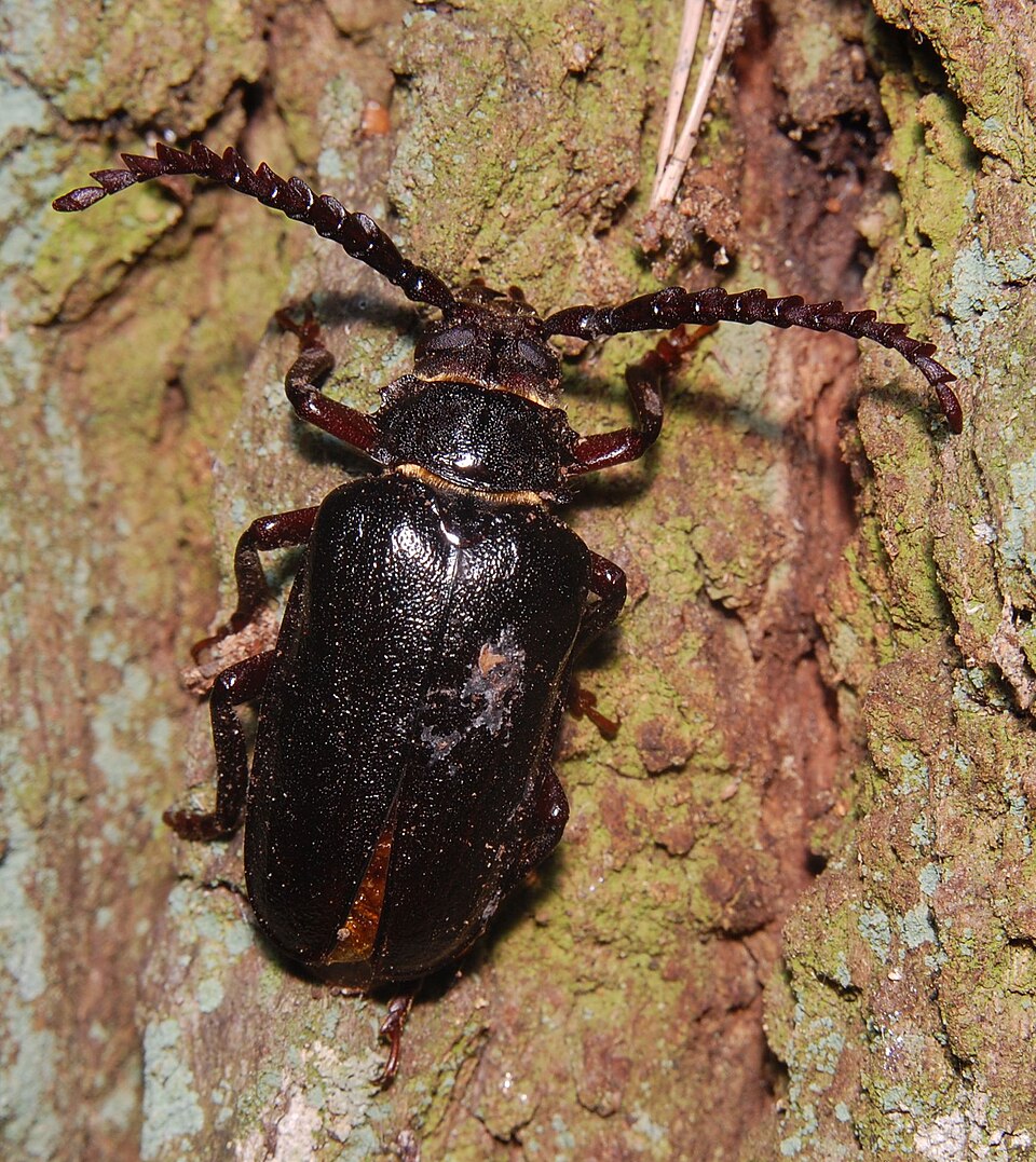 Photo of Tanner beetle
