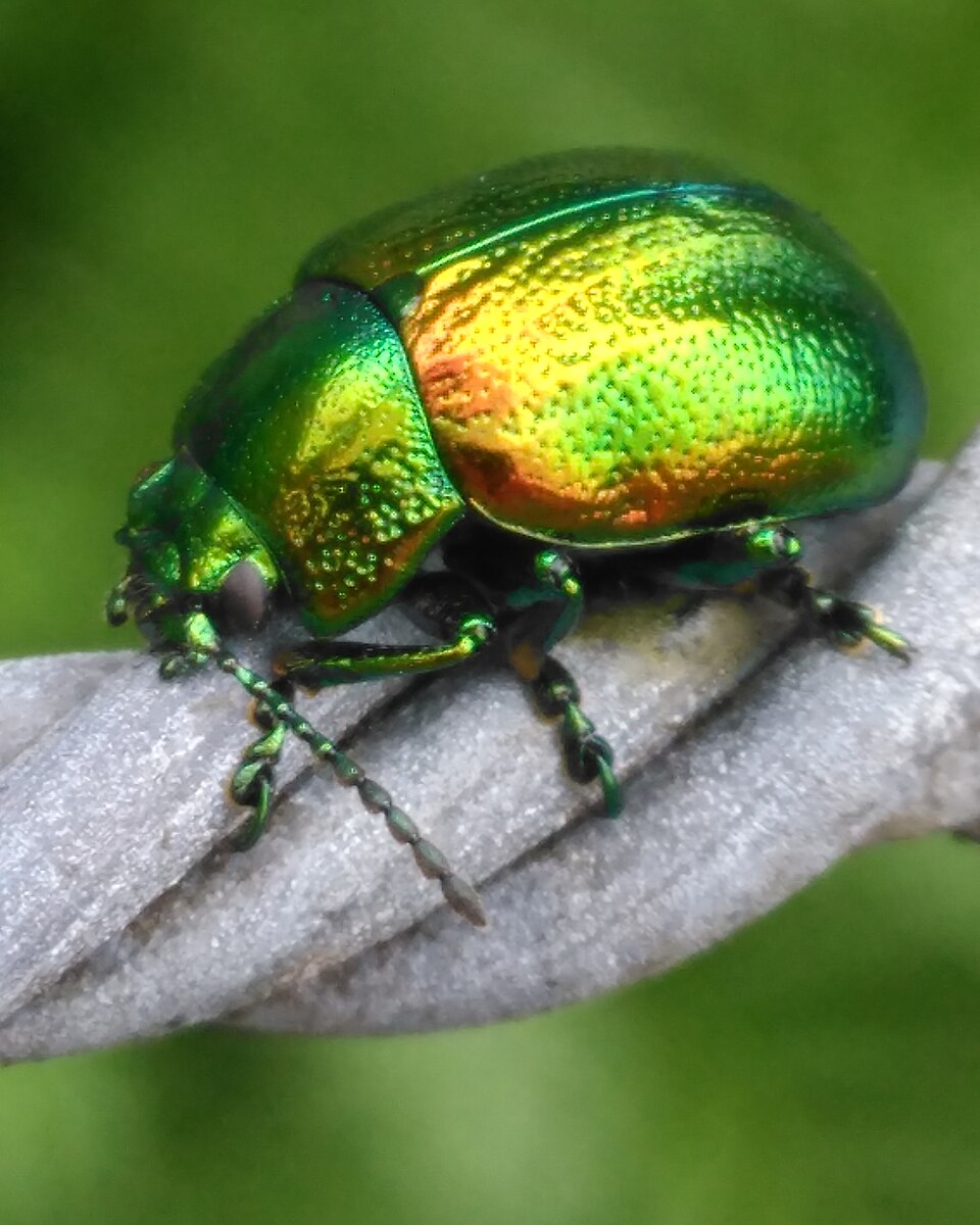 Photo of Tansy beetle