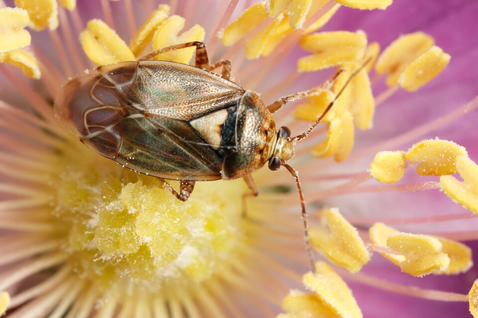 Photo of Tarnished plant bug