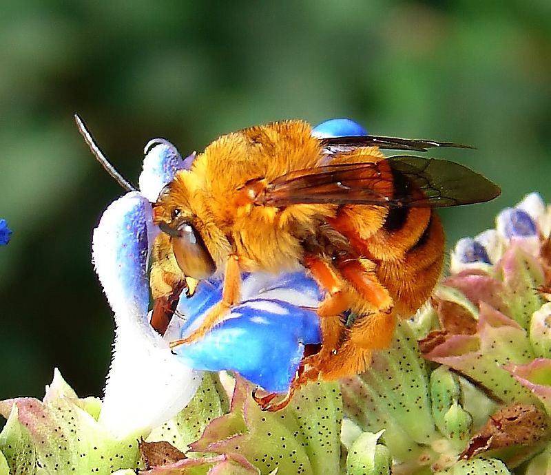 Photo of Teddy bear bee