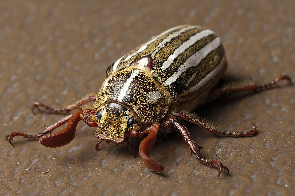 Photo of Ten-lined June beetle