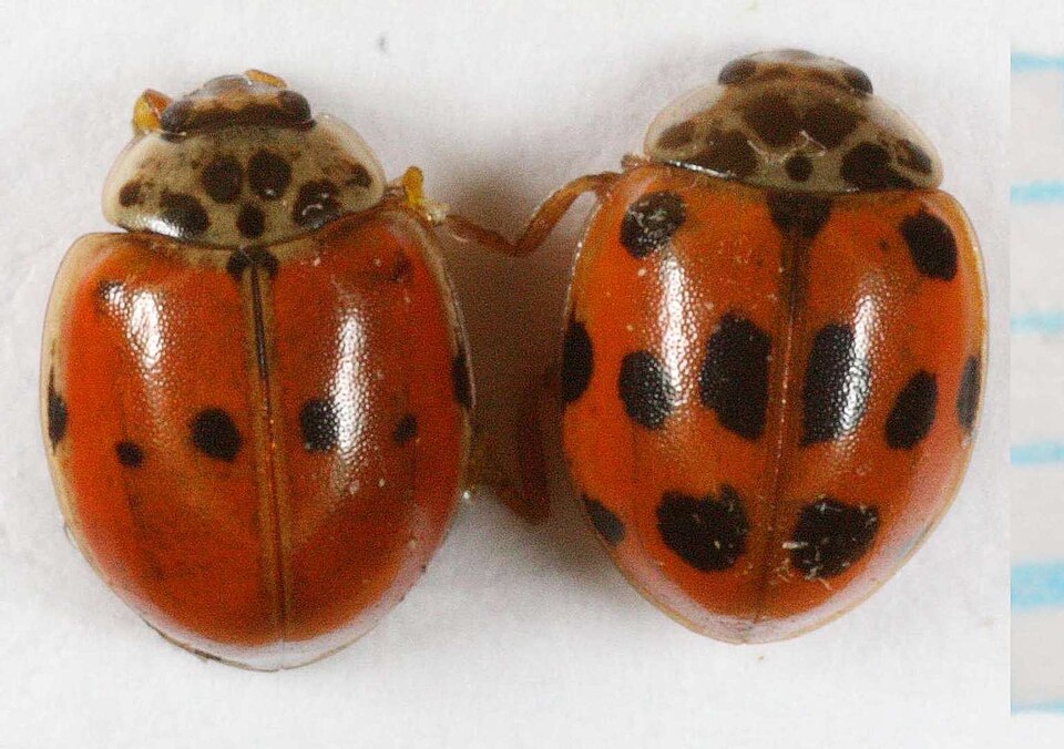 Photo of Ten-spot ladybird
