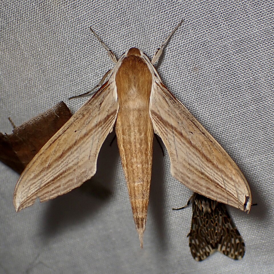 Photo of Tersa sphinx