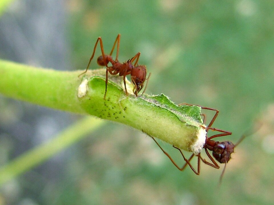 Photo of Texas leafcutter ant