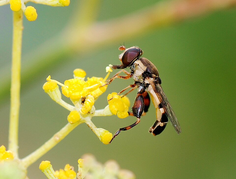 Photo of Thick-legged hoverfly