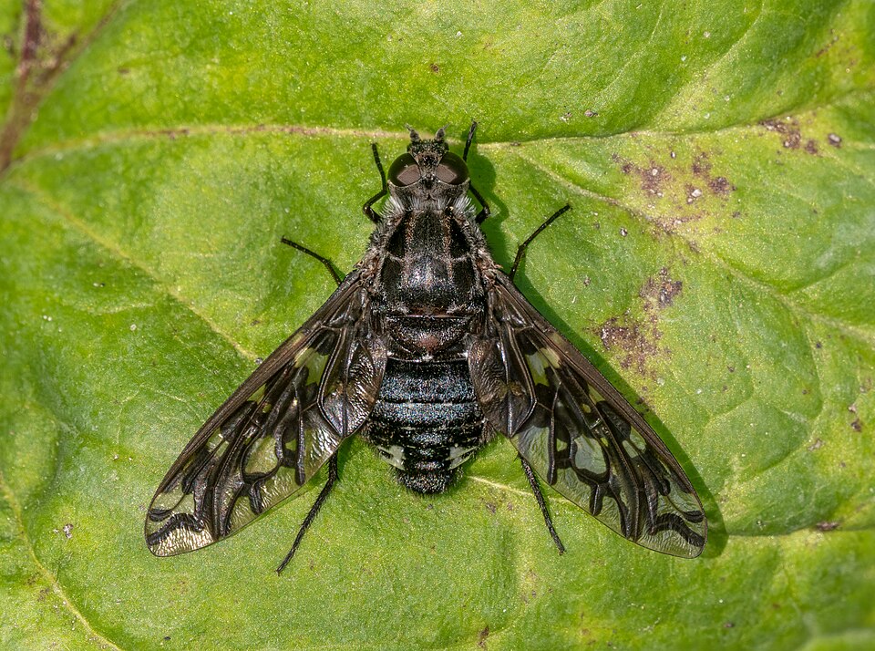 Photo of Tiger bee fly