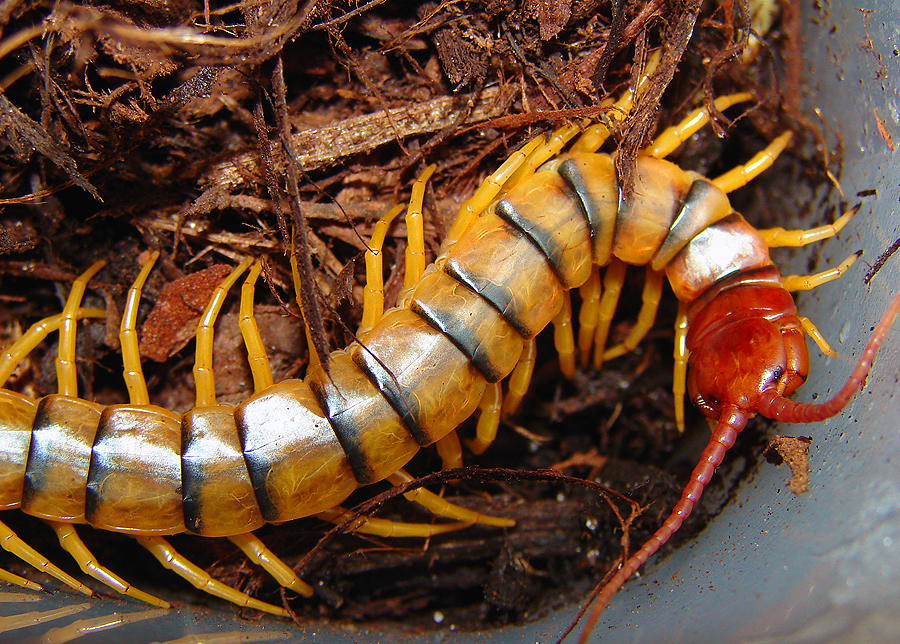 Photo of Tiger centipede