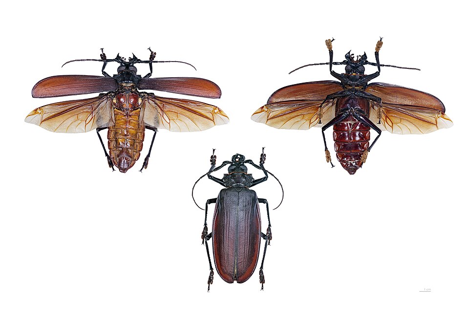 Photo of Titan beetle