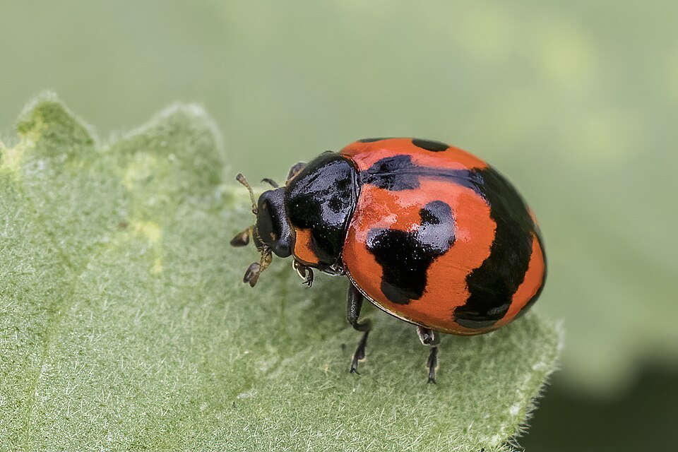 Photo of Transverse ladybird