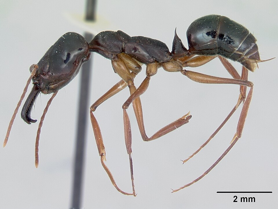 Photo of Trap-jaw ant