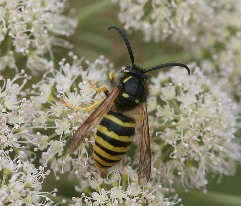 Photo of Tree wasp