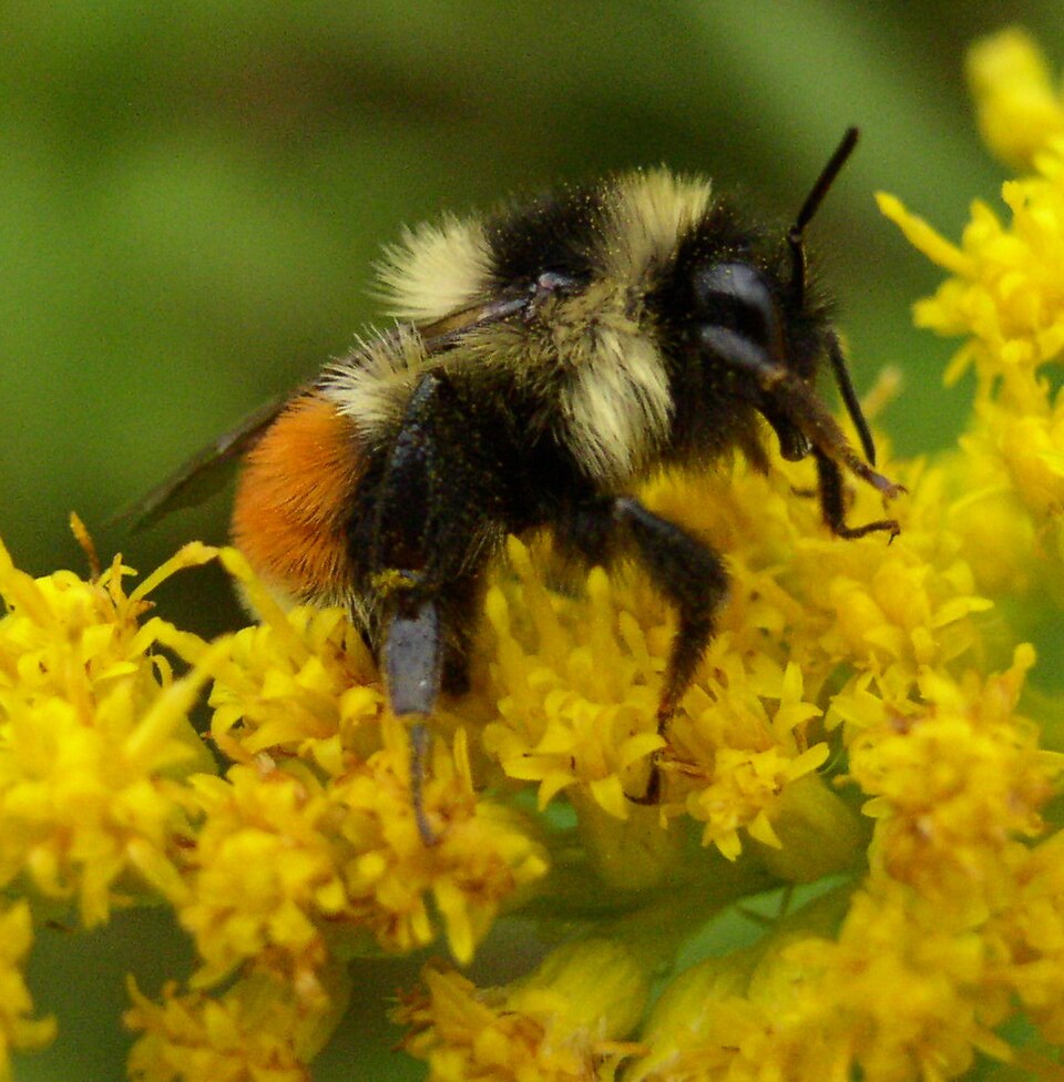 Photo of Tricoloured bumblebee