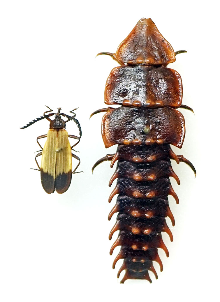 Photo of Trilobite beetle